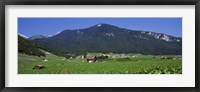 Framed High Angle View Of A Vineyard, Valais, Switzerland
