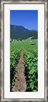 Framed Path In A Vineyard, Valais, Switzerland