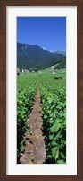 Framed Path In A Vineyard, Valais, Switzerland