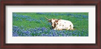 Framed Texas Longhorn Cow Sitting On A Field, Hill County, Texas, USA