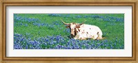 Framed Texas Longhorn Cow Sitting On A Field, Hill County, Texas, USA
