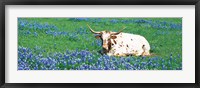 Framed Texas Longhorn Cow Sitting On A Field, Hill County, Texas, USA