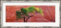 Framed Low Angle View Of A Cottonwood Tree In Front Of A Sandstone Wall, Escalante National Monument, Utah, USA