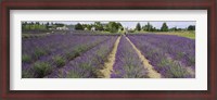 Framed Field of lavender, Jardin Du Soleil, Sequim, Clallam County, Washington State, USA