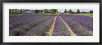Framed Field of lavender, Jardin Du Soleil, Sequim, Clallam County, Washington State, USA
