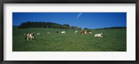 Framed Herd of cows grazing in a field, St. Peter, Black Forest, Germany
