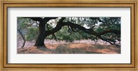 Framed Oak tree on a field, Sonoma County, California, USA