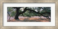 Framed Oak tree on a field, Sonoma County, California, USA