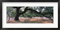 Framed Oak tree on a field, Sonoma County, California, USA