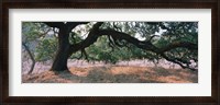 Framed Oak tree on a field, Sonoma County, California, USA