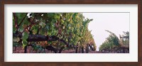 Framed Crops in a vineyard, Sonoma County, California, USA