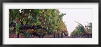 Framed Crops in a vineyard, Sonoma County, California, USA