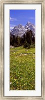 Framed Glacier lilies on a field, North Folk Cascade Canyon, Grand Teton National Park, Wyoming, USA