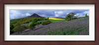 Framed Bluebell Flowers In A Field, Cleveland, North Yorkshire, England, United Kingdom