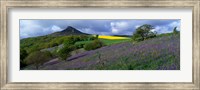 Framed Bluebell Flowers In A Field, Cleveland, North Yorkshire, England, United Kingdom