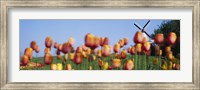 Framed Tulip Flowers With A Windmill In The Background, Holland, Michigan, USA
