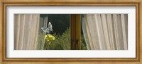 Framed Close-Up Of Flowers And A Butterfly Painted On A Window, Germany