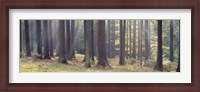 Framed Trees in the forest, South Bohemia, Czech Republic