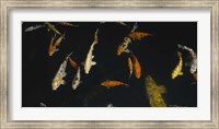 Framed Close-up of a school of fish in an aquarium, Japanese Koi Fish, Capitol Aquarium, Sacramento, California, USA