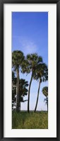 Framed Palm trees on a landscape, Myakka River State Park, Sarasota, Florida, USA