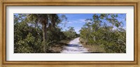 Framed Dirt road passing through a forest, Indigo Trail, J.N. Ding Darling National Wildlife Refuge, Sanibel Island, Florida, USA