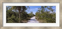 Framed Dirt road passing through a forest, Indigo Trail, J.N. Ding Darling National Wildlife Refuge, Sanibel Island, Florida, USA