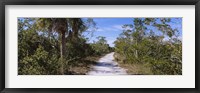 Framed Dirt road passing through a forest, Indigo Trail, J.N. Ding Darling National Wildlife Refuge, Sanibel Island, Florida, USA