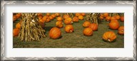 Framed Corn plants with pumpkins in a field, South Dakota, USA