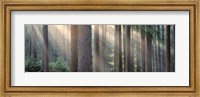 Framed Sunlight shining through trees in a forest, South Bohemia, Czech Republic