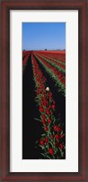 Framed Field of red tulip flowers