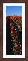 Framed Field of red tulip flowers