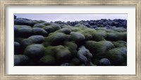 Framed Close-up of moss on rocks, Iceland
