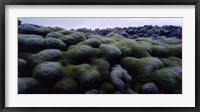 Framed Close-up of moss on rocks, Iceland