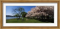 Framed Group of people in a garden, Cherry Blossom, Washington DC, USA