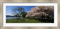 Framed Group of people in a garden, Cherry Blossom, Washington DC, USA