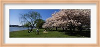 Framed Group of people in a garden, Cherry Blossom, Washington DC, USA