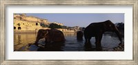 Framed Three elephants in the river, Amber Fort, Jaipur, Rajasthan, India