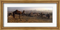 Framed Camels in a fair, Pushkar Camel Fair, Pushkar, Rajasthan, India