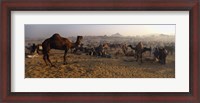 Framed Camels in a fair, Pushkar Camel Fair, Pushkar, Rajasthan, India