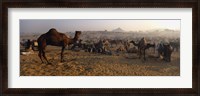 Framed Camels in a fair, Pushkar Camel Fair, Pushkar, Rajasthan, India