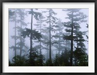 Framed Silhouette of trees with fog, Douglas Fir, Hemlock Tree, Olympic Mountains, Olympic National Park, Washington State, USA