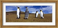 Framed Four King penguins standing on a landscape, Falkland Islands (Aptenodytes patagonicus)