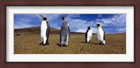 Framed Four King penguins standing on a landscape, Falkland Islands (Aptenodytes patagonicus)