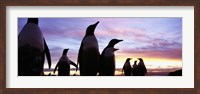 Framed Silhouette of a group of Gentoo penguins, Falkland Islands (Pygoscelis papua)
