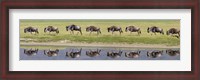 Framed Herd of wildebeests walking in a row along a river, Ngorongoro Crater, Ngorongoro Conservation Area, Tanzania