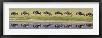 Framed Herd of wildebeests walking in a row along a river, Ngorongoro Crater, Ngorongoro Conservation Area, Tanzania