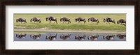 Framed Herd of wildebeests walking in a row along a river, Ngorongoro Crater, Ngorongoro Conservation Area, Tanzania