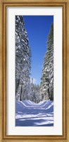 Framed Trees on both sides of a snow covered road, Crane Flat, Yosemite National Park, California (vertical)