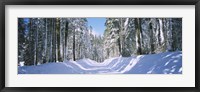 Framed Trees in a row on both sides of a snow covered road, Crane Flat, Yosemite National Park, California, USA
