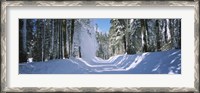 Framed Trees on both sides of a snow covered road, Crane Flat, Yosemite National Park, California (horizontal)